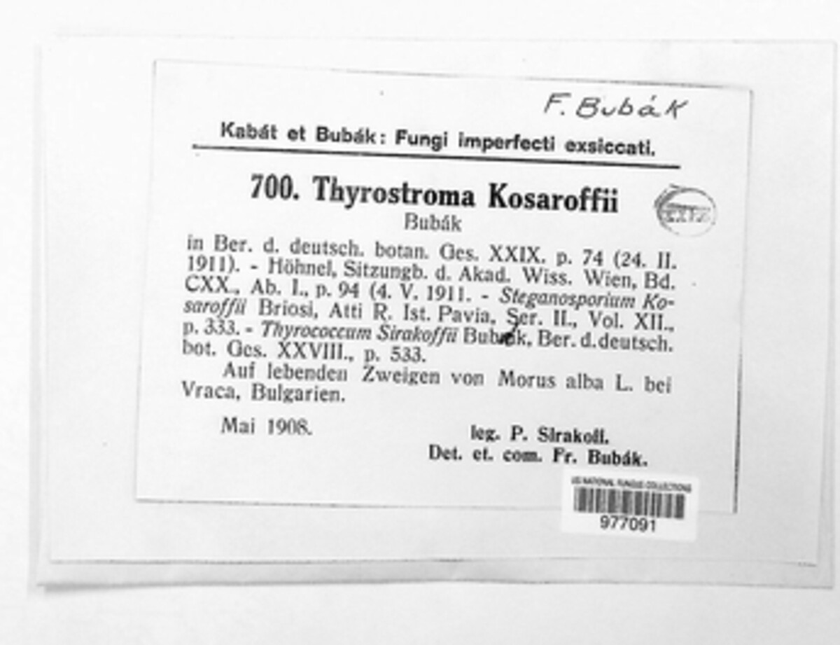 Stigmina kosaroffii image